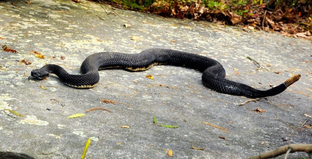 Is A 'Rattlesnake Island' In The Quabbin Reservoir A Good Idea? | Radio ...