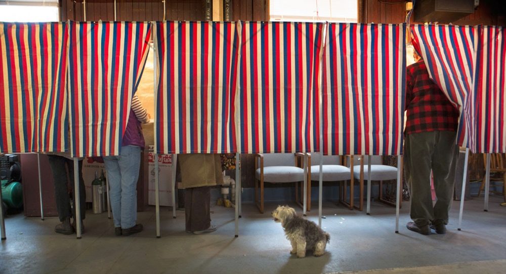Voters -- and one dog -- in a Cambridge polling place on Nov. 4, 2014 (Jesse Costa/WBUR)