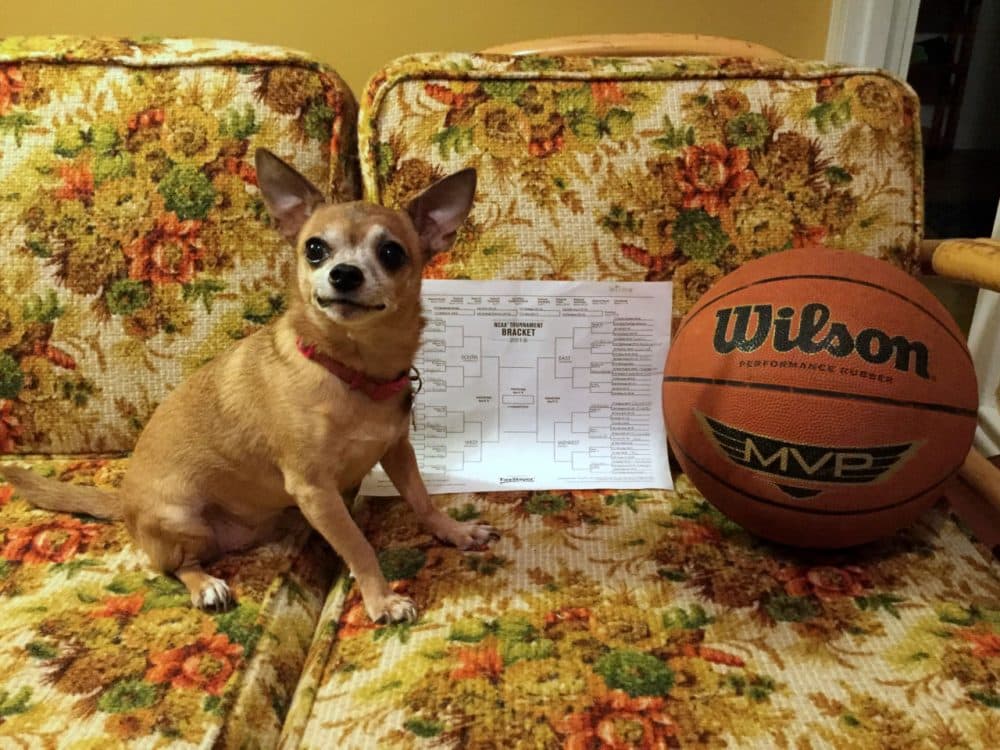 Wilson the dog poses with her bracket. (Laura Ellis/Only A Game)