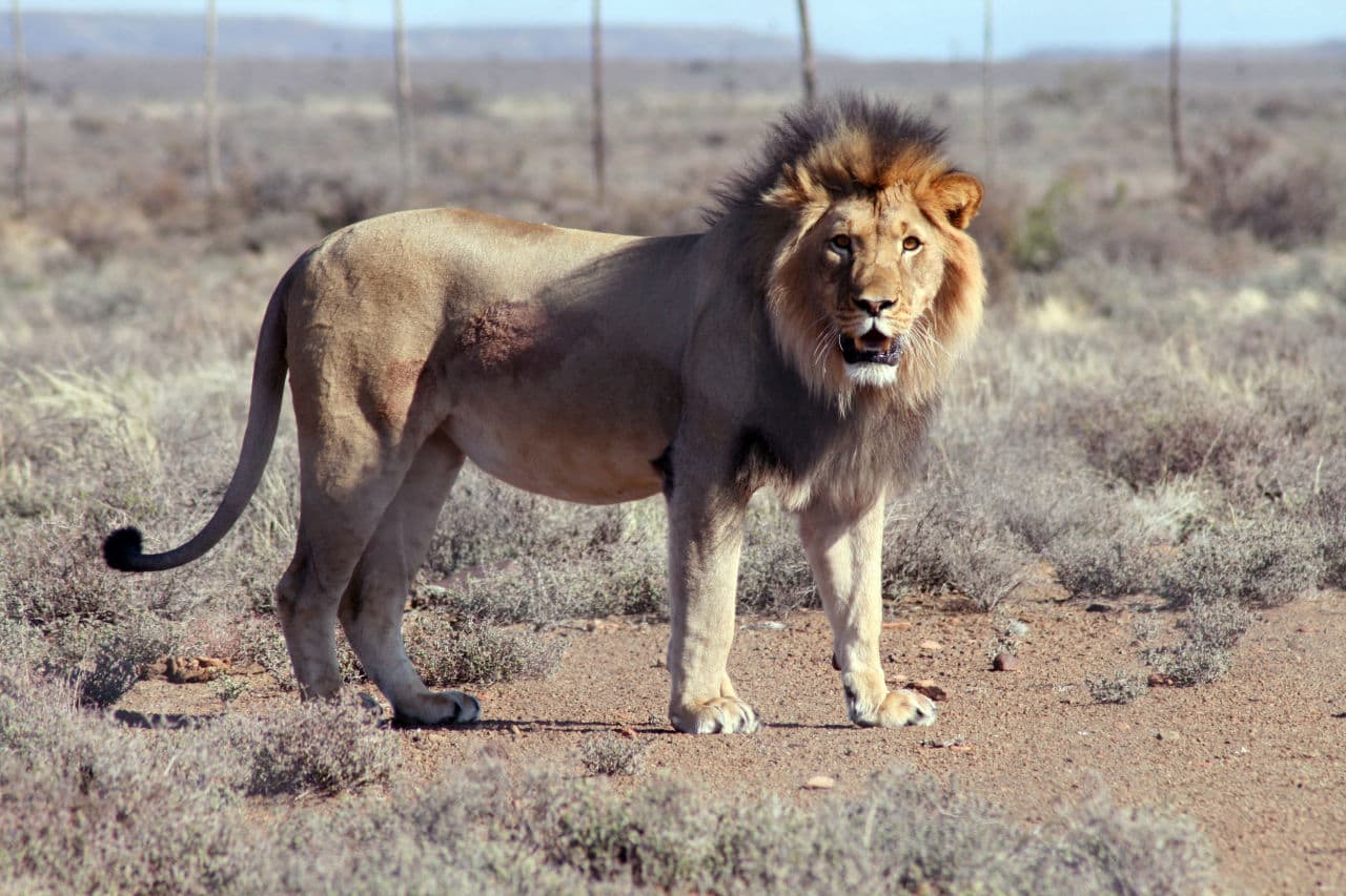 South African Lion Faces Death After Escaping Game Park ...