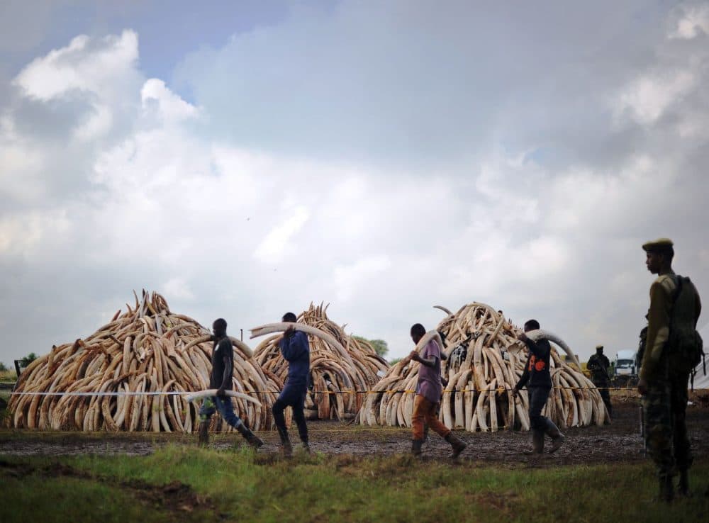 Volunteers carry elephant tusks to a burning site as Kenya Wildlife Services (KWS) ranger keep guard on April 22, 2016 for a historic destruction of illegal ivory and rhino-horn confiscated mostly from poachers in Nairobi's national park.
Kenya on April 30, 2016 will burn approximately 105 tonnes of confiscated ivory, almost all of the country's total stockpile. Several African heads of state, conservation experts, high-profile philanthropists and celebrities are slated to be present at the event which they hope will send a strong anti-poaching message. (Tony Karumba/AFP/Getty Images)