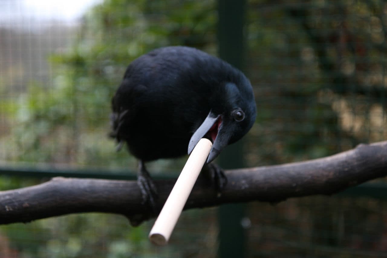 The New Caledonian crow is one of the most intelligent birds, known for using tools and creating hooks as a means to obtain food. (Photo via Auguste von Bayern / Flickr)