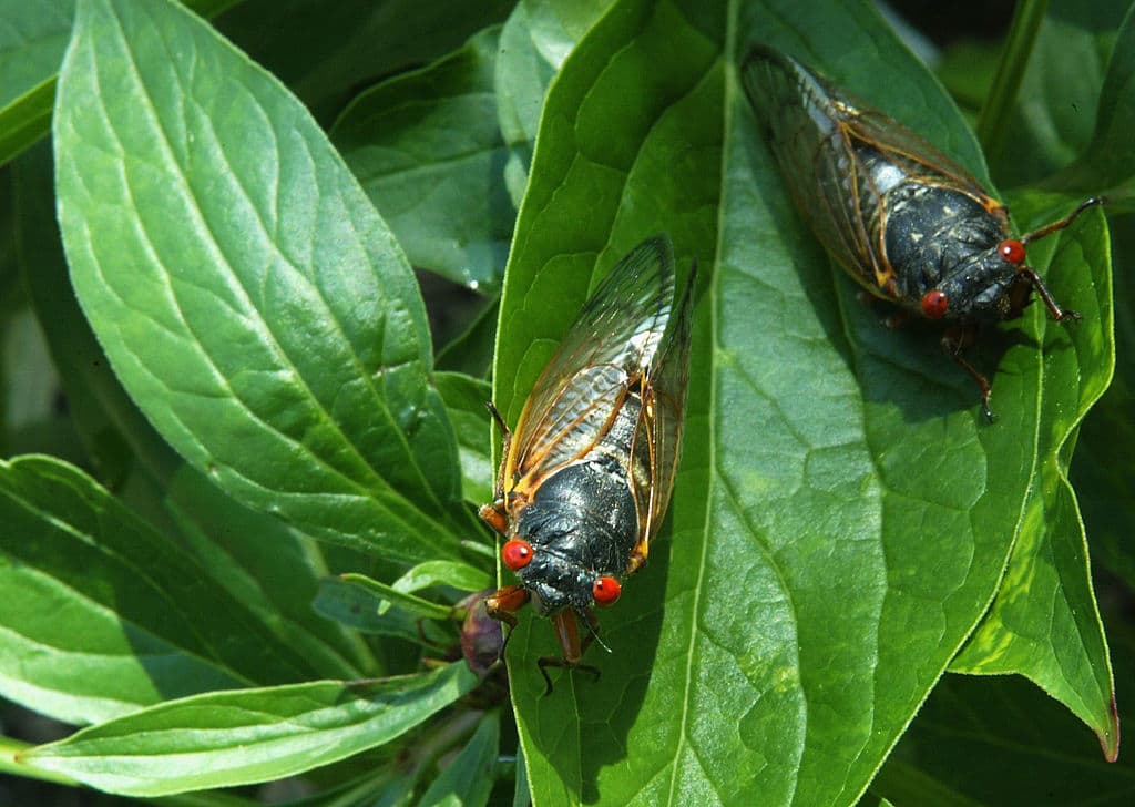 They Sing Mate Then Die The Wonders Of The Cicada On Point