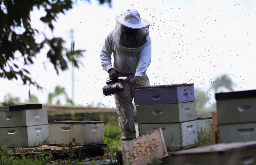 Steve Corniffe works on collecting honey produced by the bees at the J & P Apiary and Gentzel's Bees, Honey and Pollination Company on April 10, 2013 in Homestead, Florida. Honey bee owners along with scientists continue to try to figure out what is causing bees to succumb to the colony collapse disorder which has devastated apiaries around the country. Reports indicate that the disorder which kills off thousands of bees at a time has resulted in the loss of some 30 percent of honey bee populations among beekeepers since 2007. (Joe Raedle/Getty Images)