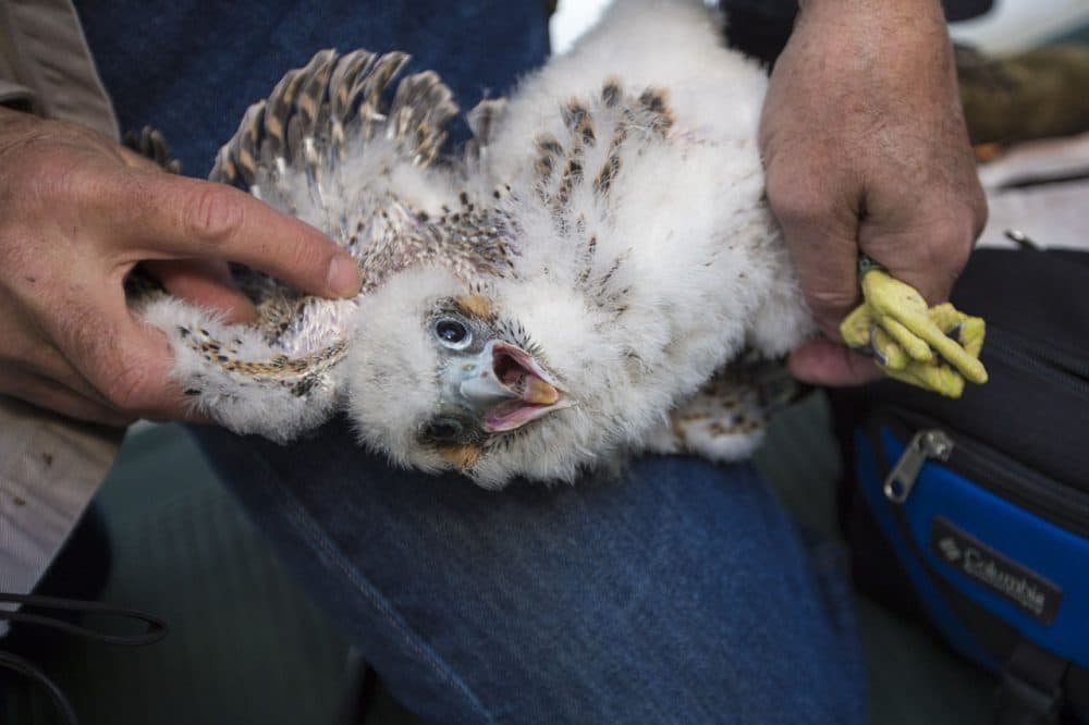 Twenty floors up atop Boston University's so-called StuVi 2 dorm, Tom French, the assistant director of the state Division of Fisheries & Wildlife, tags a male falcon chick. (Jesse Costa/WBUR)