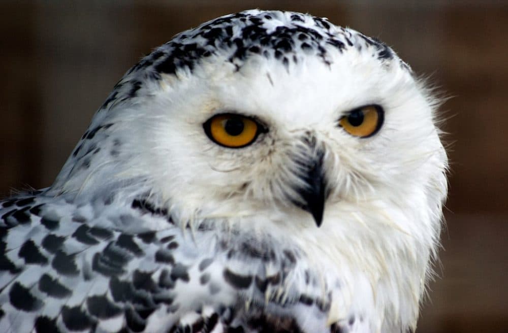 Reporter's Search For A Snowy Owl Takes Him From Maryland To Ontario ...