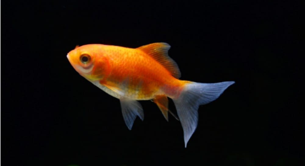 Our Goldfish Looks Depressed | Cognoscenti