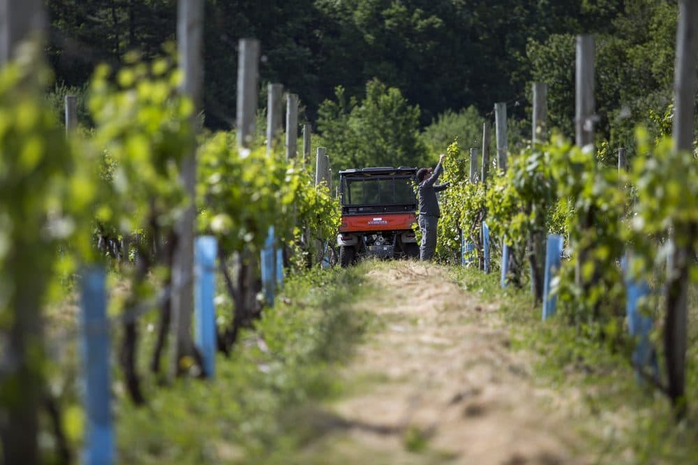 After 16 years of operation, Nashoba Valley Winery learned this year that the ABCC wouldn't be renewing all of the licenses the winery needs to both make and serve wine. (Jesse Costa/WBUR)