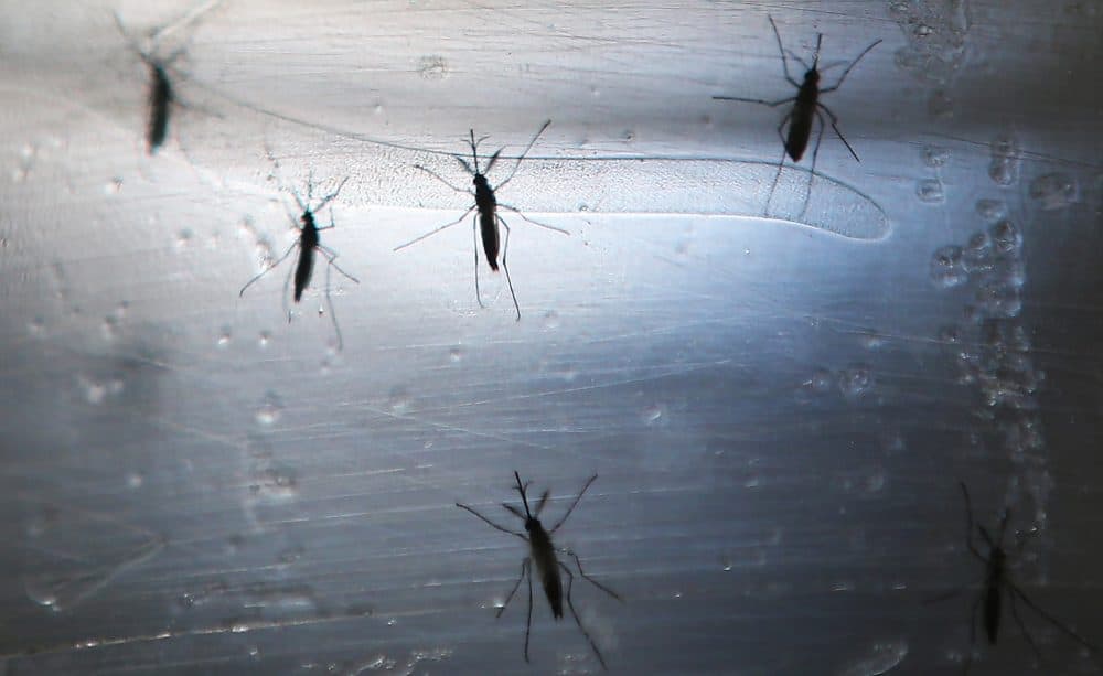 Aedes aegypti mosquitos are seen in a lab at the Fiocruz Institute on June 2, 2016 in Recife, Brazil. Microcephaly is a birth defect linked to the mosquito-borne Zika virus where infants are born with abnormally small heads. (Photo by Mario Tama/Getty Images)