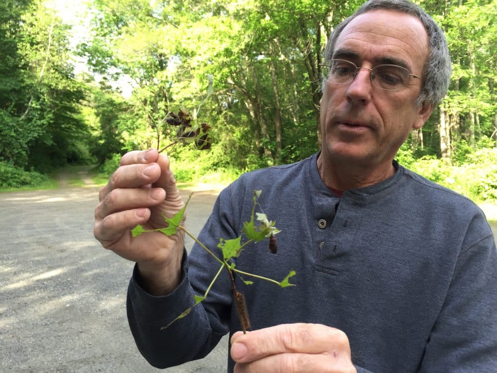 Ken Gooch, forest health program director at the Massachusetts Department of Conservation and Recreation, holds up a couple gypsy moths at Upton State Forest. (Alison Bruzek/WBUR)