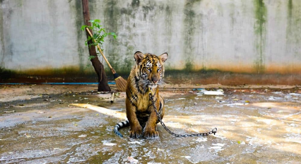 In the wake of a captive gorilla's death at a zoo in Cincinnati, one’s mind pivots to the only place wild animals should be: the wild. (Chaz McGregor/Unsplash)