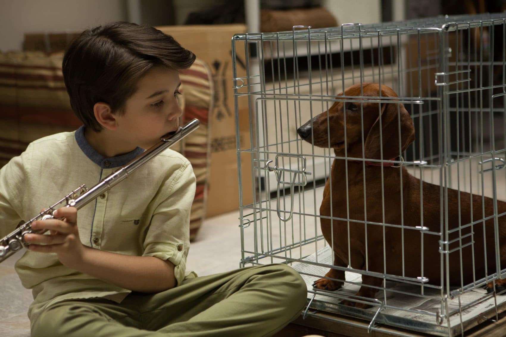 A still from Todd Solondz's latest film "Wiener-Dog." (Courtesy IFC Films)