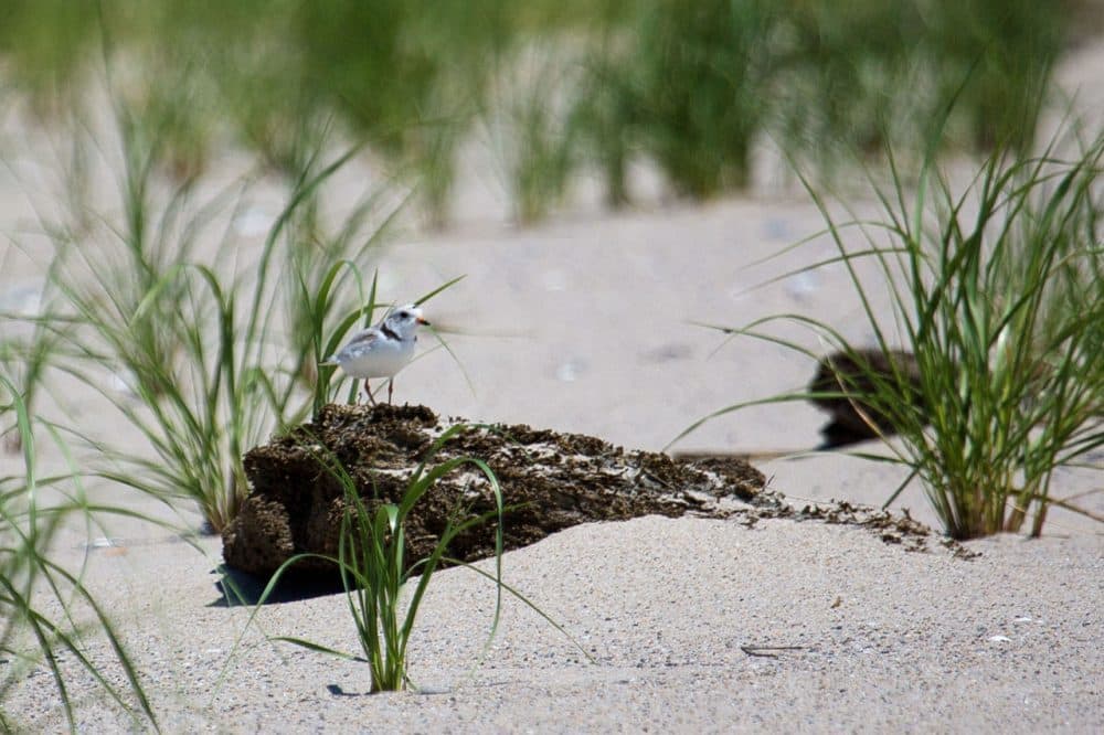 A piping plover perched atop a rock just south of Nauset Beach. (Jesse Costa/WBUR)
