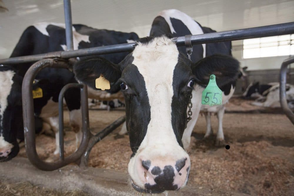 Cows at Shaw Farm in Dracut, where farmers are coping with the drought. (Joe Difazio for WBUR)