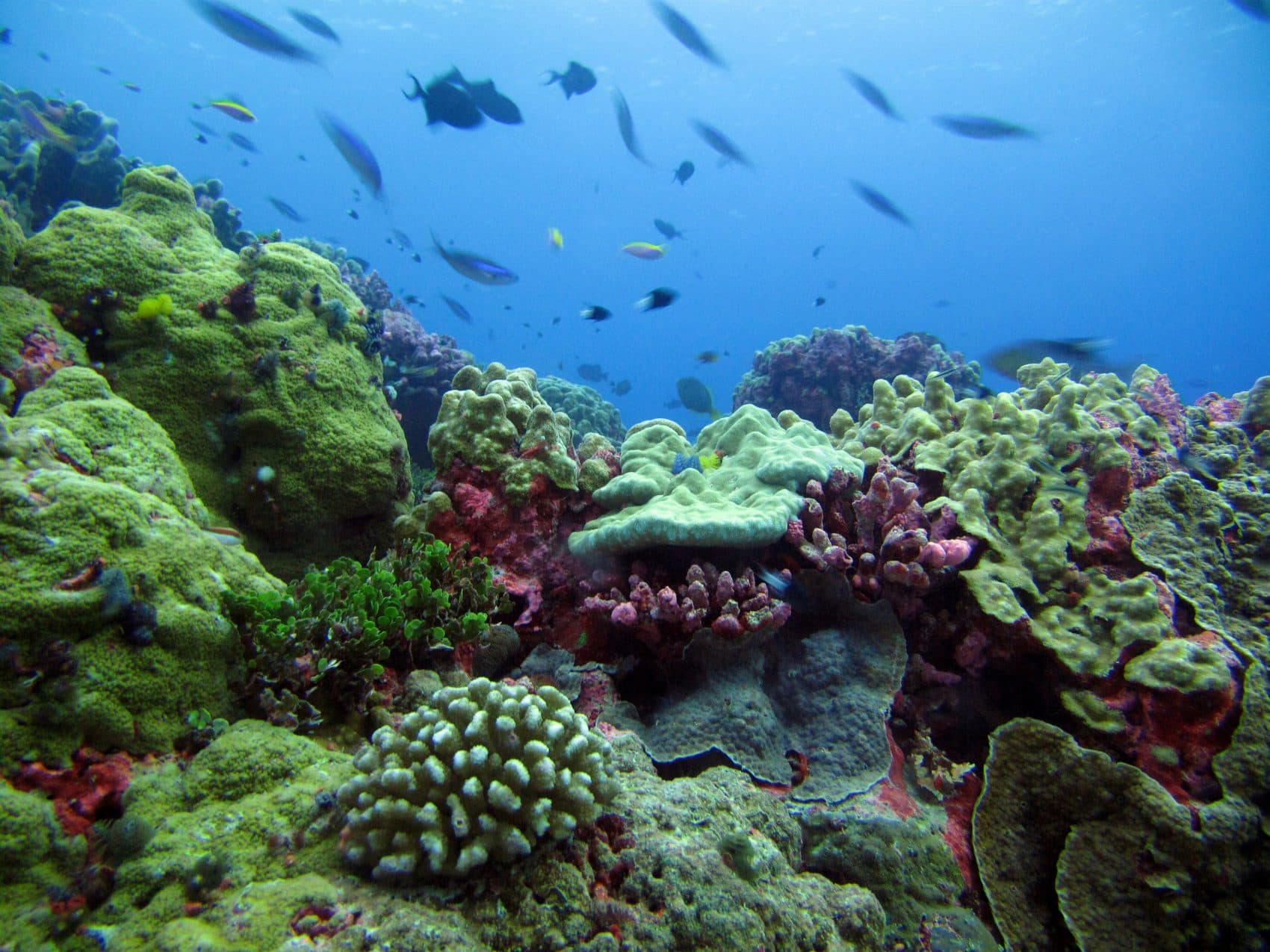 A coral reef off Enderbury Island, a small atoll off Kanton Island in the Pacific Ocean. (Courtesy of Randi Rotjan)