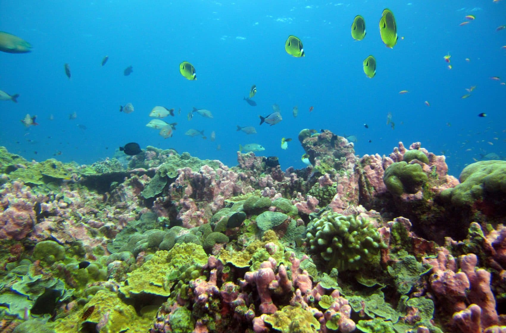 Once Dying And Bleached, A Pacific Coral Reef Is Blooming Again | Here ...