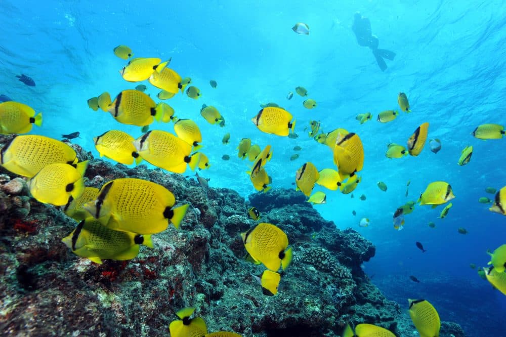 Milletseed butterflyfishes and a snorkeler in the Papahānaumokuākea Marine National Monument in Hawaii. (Greg McFall/NOAA's National Ocean Service via Flickr)