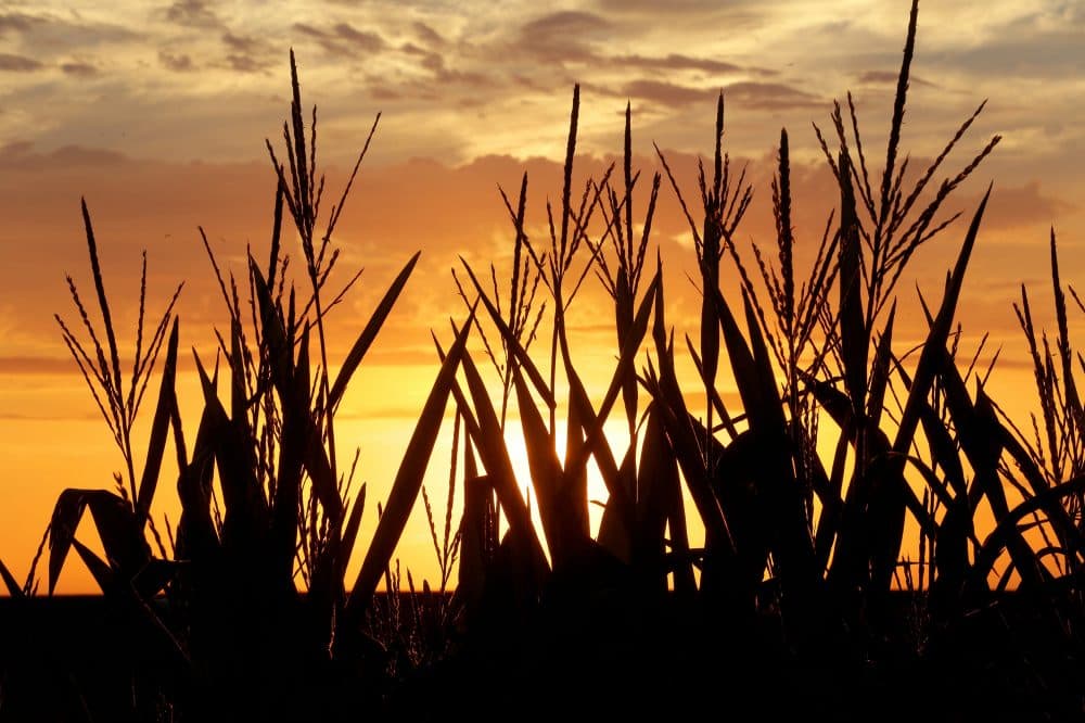 corn around utah stalks maze ap falling prices pleasant hovers silhouetted plains temperature illinois setting sun friday july perlman overnight