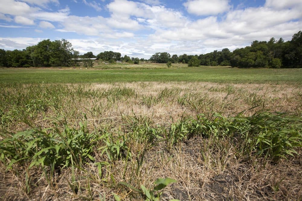Drought affected fields at Shaw Farm in Dracut. The dairy farm has felt the effects of the severe drought that has plagued parts of Massachusetts this summer. (Joe Difazio/WBUR)