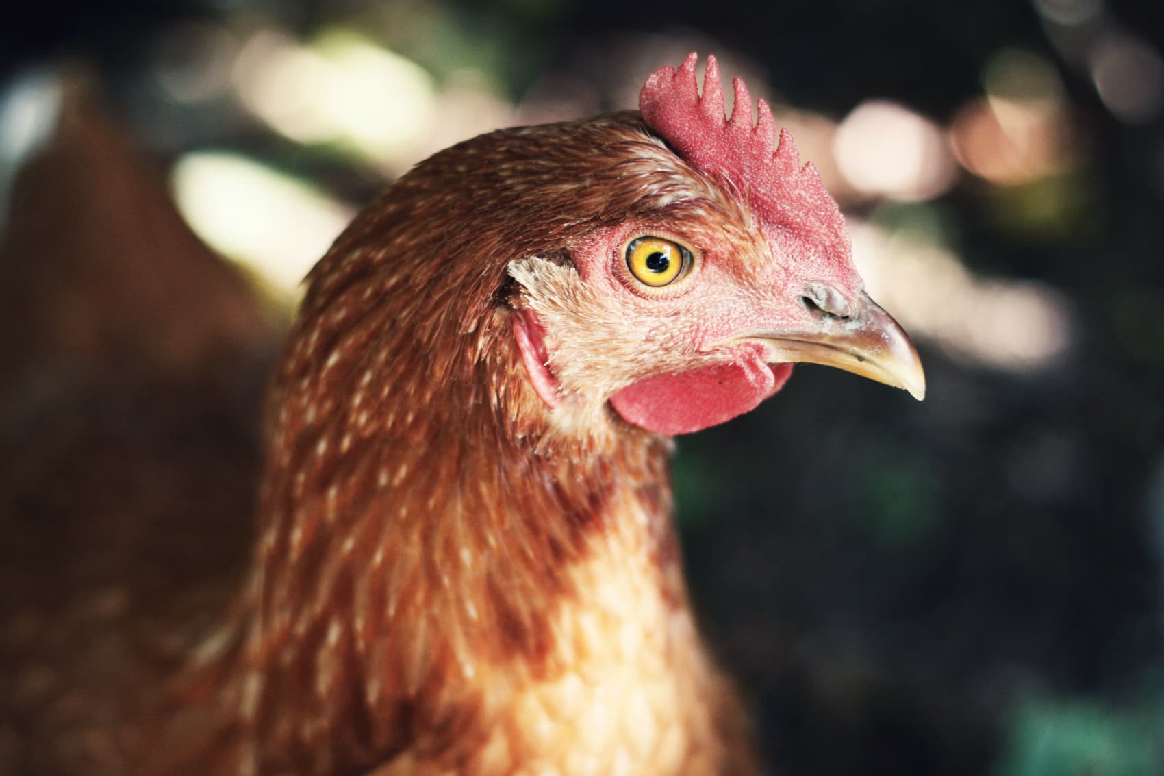 According to the proposed law, if anyone wants to sell pork, veal and eggs in the Commonwealth, they, too, must be cruelty-free. (Désirée Fawn/Unsplash)