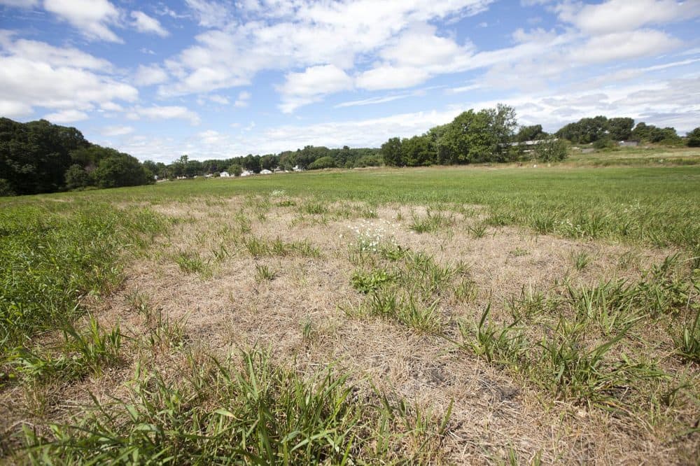 Drought-affected fields at Shaw Farm in Dracut. The dairy farm has felt the effects of the severe drought that has plagued parts of Massachusetts this summer. (Joe Difazio for WBUR)
