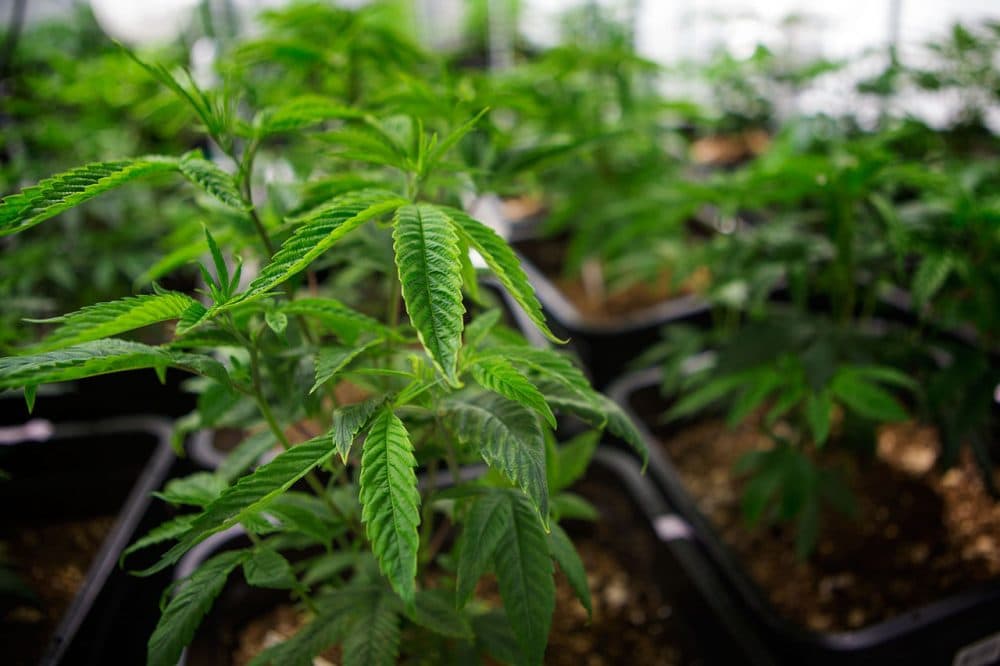 As of Aug. 31, there were 167 physicians registered with the medical marijuana program and 29,999 active patients, according to the DPH. (Jesse Costa/WBUR)