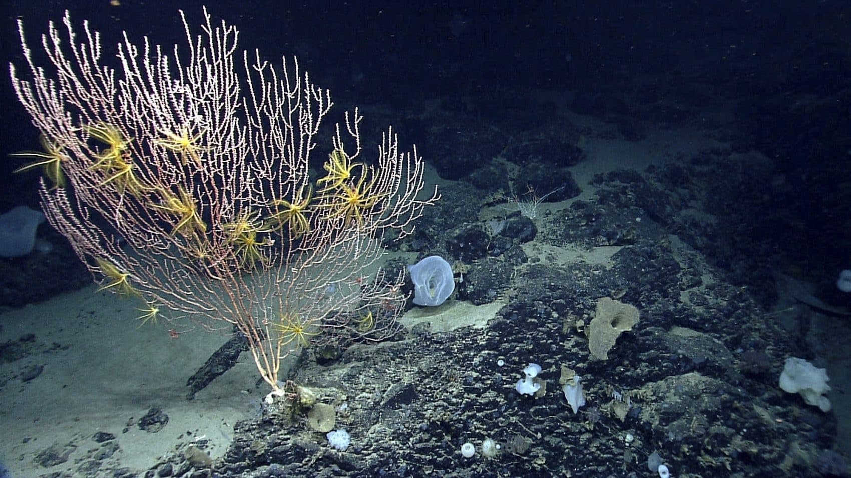 A National Oceanic and Atmospheric Administration photo of corals on Mytilus Seamount off the coast of New England in the North Atlantic Ocean. (NOAA Office of Ocean Exploration and Research/AP)