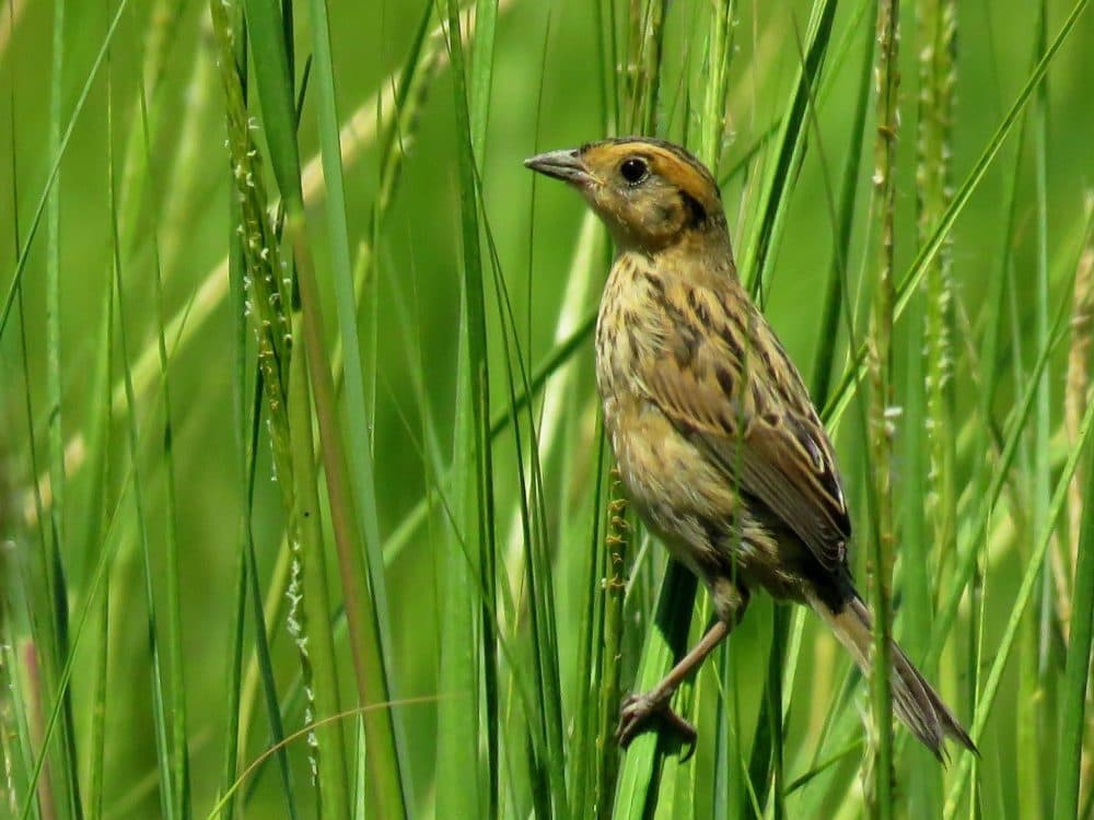 Saltmarsh Sparrow Threatened By Sea Level Rise | Morning Edition