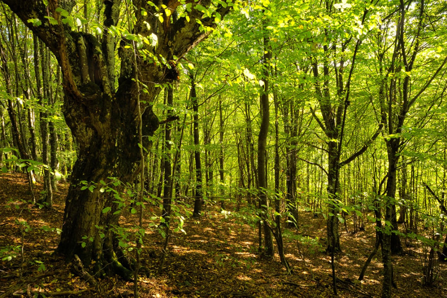 why-the-trees-lose-their-leaves-the-school-magazine-the-school-magazine