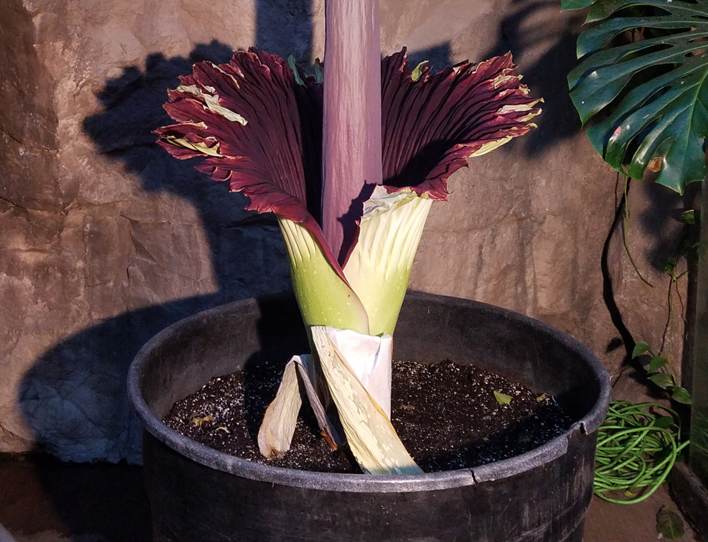 It�s Alive — But Smells Like The Dead! Rare Corpse Flower