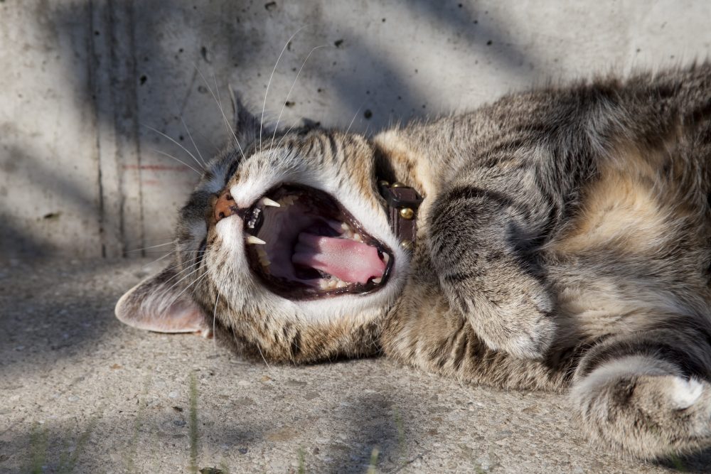 A new study found that the size of a yawn may be linked to the size of one's brain. (Unsplash)