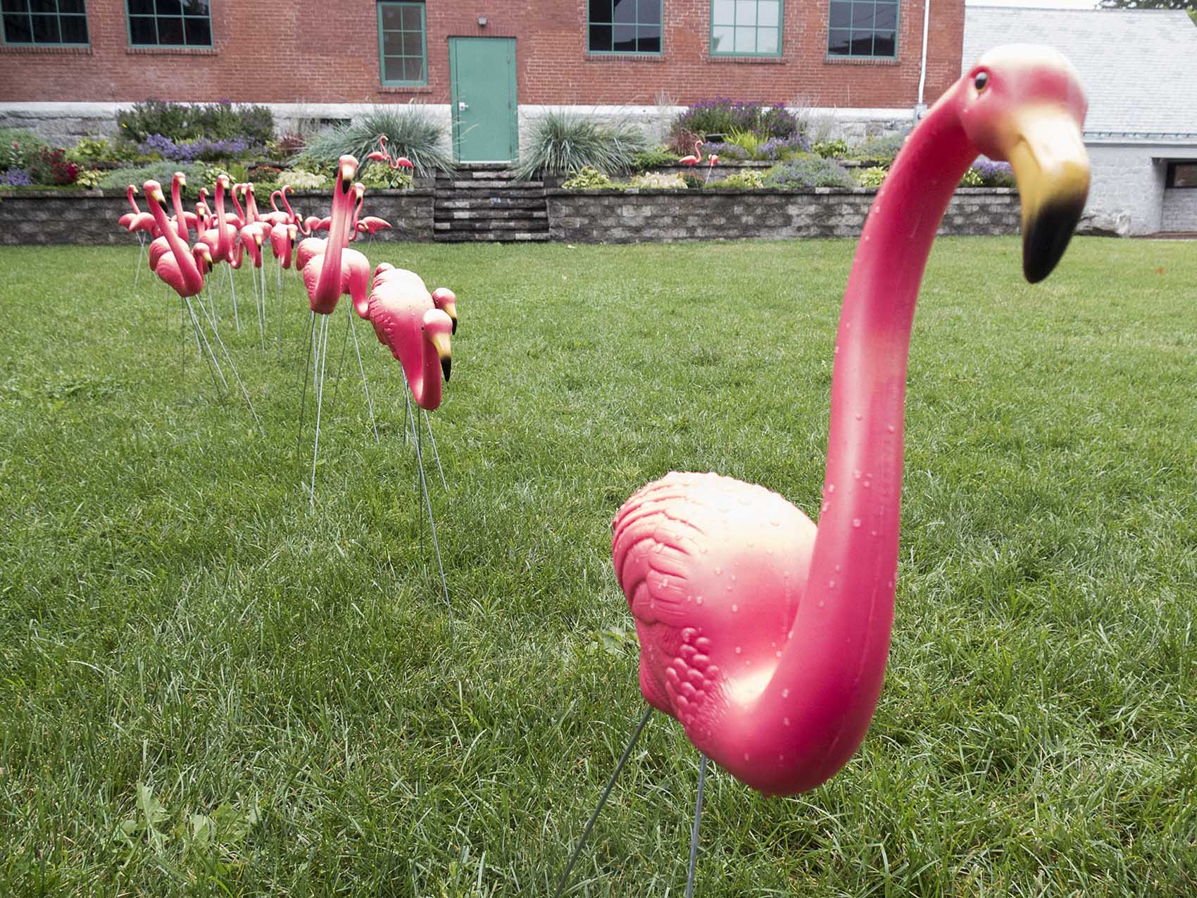 How Plastic Flamingos Fit Into The Fitchburg Art Museum S Mission