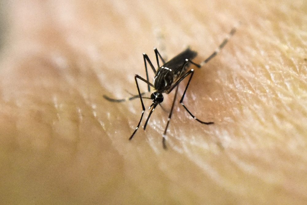 An Aedes aegypti mosquito is photographed on human skin in a lab of the International Training and Medical Research Training Center (CIDEIM) on Jan. 25, 2016, in Cali, Colombia. (Luis Robayo/AFP/Getty Images)