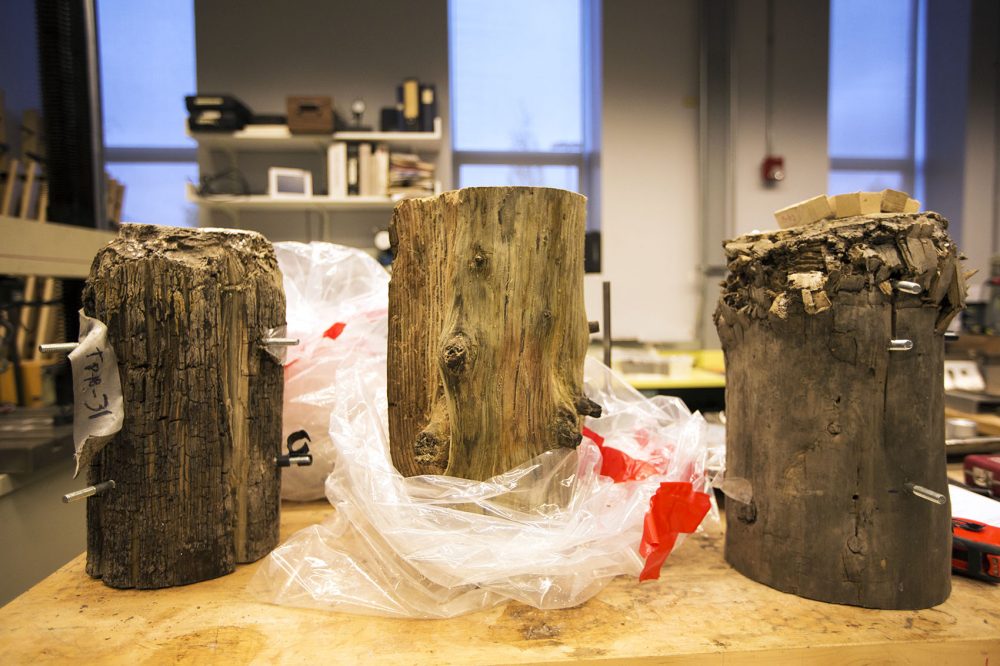 Samples of three pilings, which are about 120 years old, are seen in a Simpson Gumpertz & Heger lab, in Waltham. The pilings on the left and right have been compression tested to a weight well beyond their expected capabilities. (Jesse Costa/WBUR)