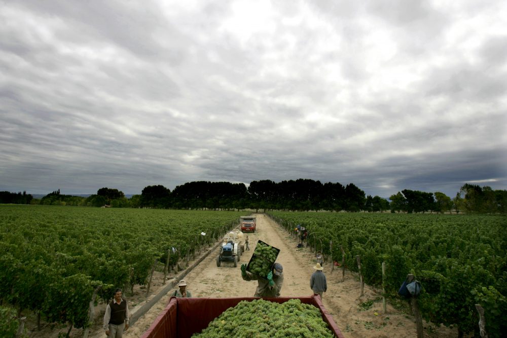 A worker lugs crates of fresh-harvest grapes from the fields to farm trucks in Mendoza, Argentina in 2006. (Natacha Pisarenko/AP)