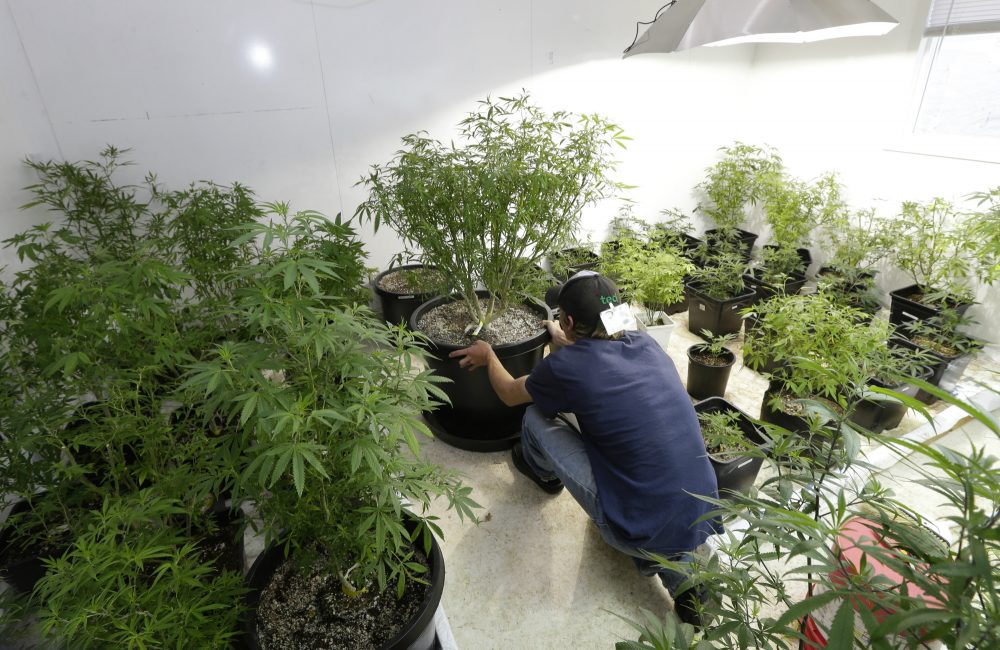 The Potential Environmental Consequences Of Legalizing Pot
