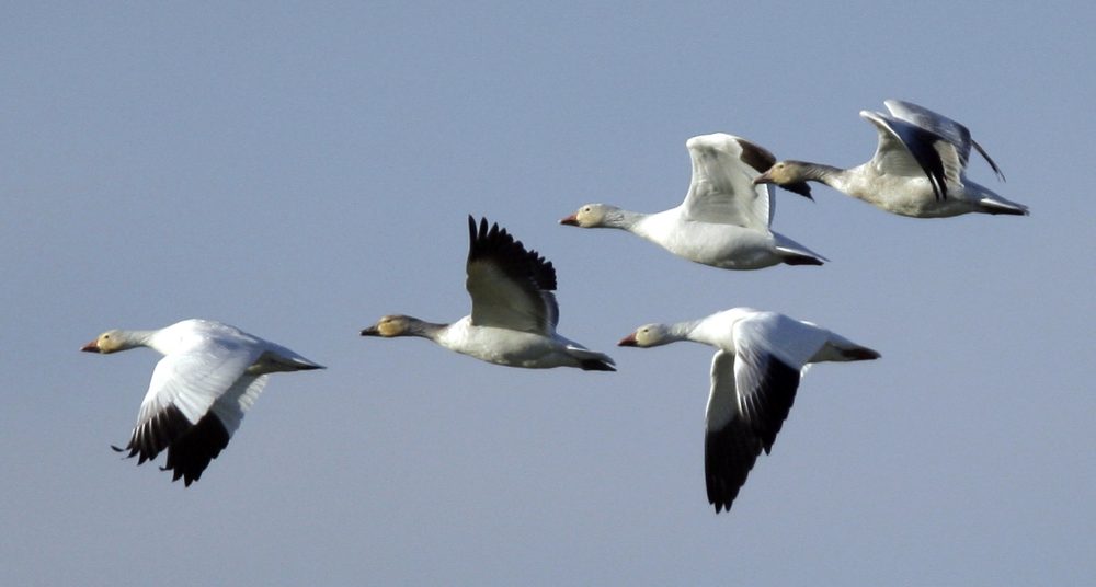 Snow geese head toward a farm field Conway, Wash., in 2009. (Elaine Thompson/AP)