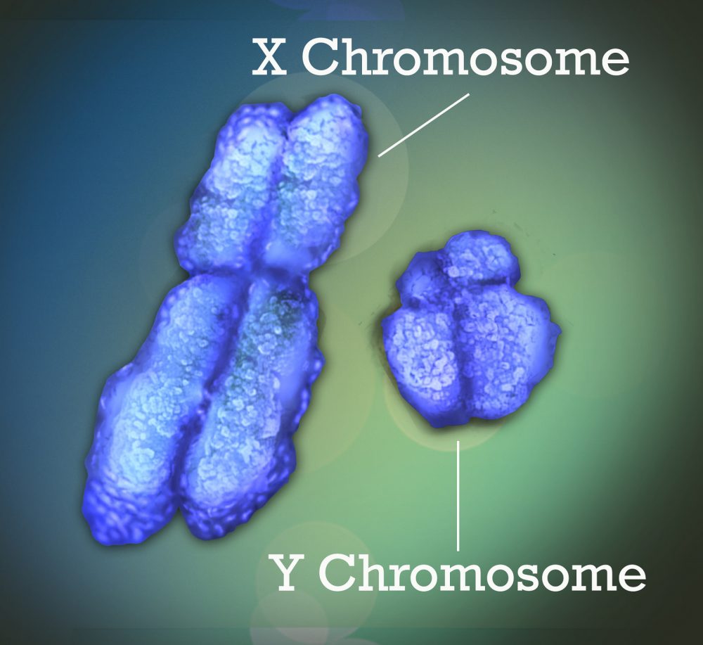 Why Do More Men Get Cancer Than Women? X Chromosome May Hold A Key | CommonHealth