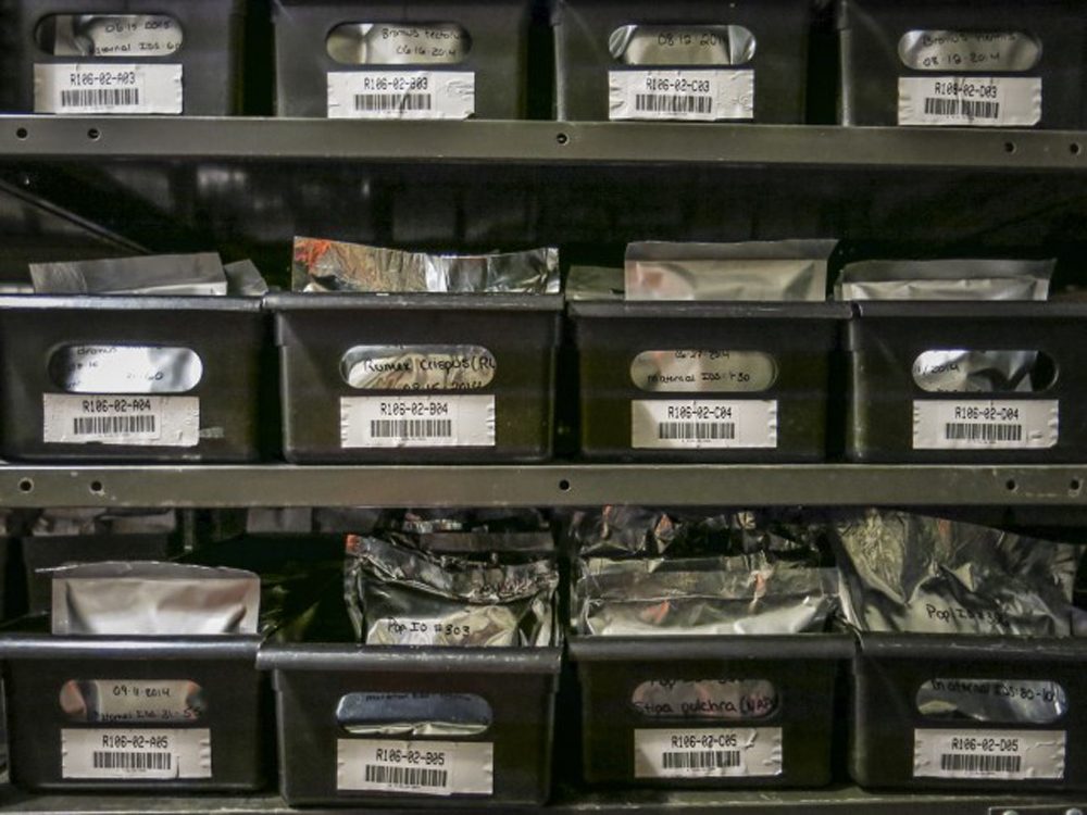 Seed collections from the Project Baseline collection. The effort has more than 60 species — millions of seeds that scientists have gathered from across the country for research in the coming decades. (Grace Hood/CPR News)