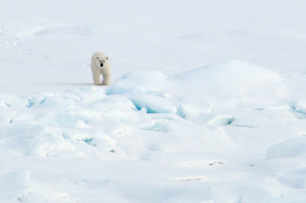 A polar bear walks on the Arctic Ocean ice in 2009. (U.S. Geological Survey via Flickr)