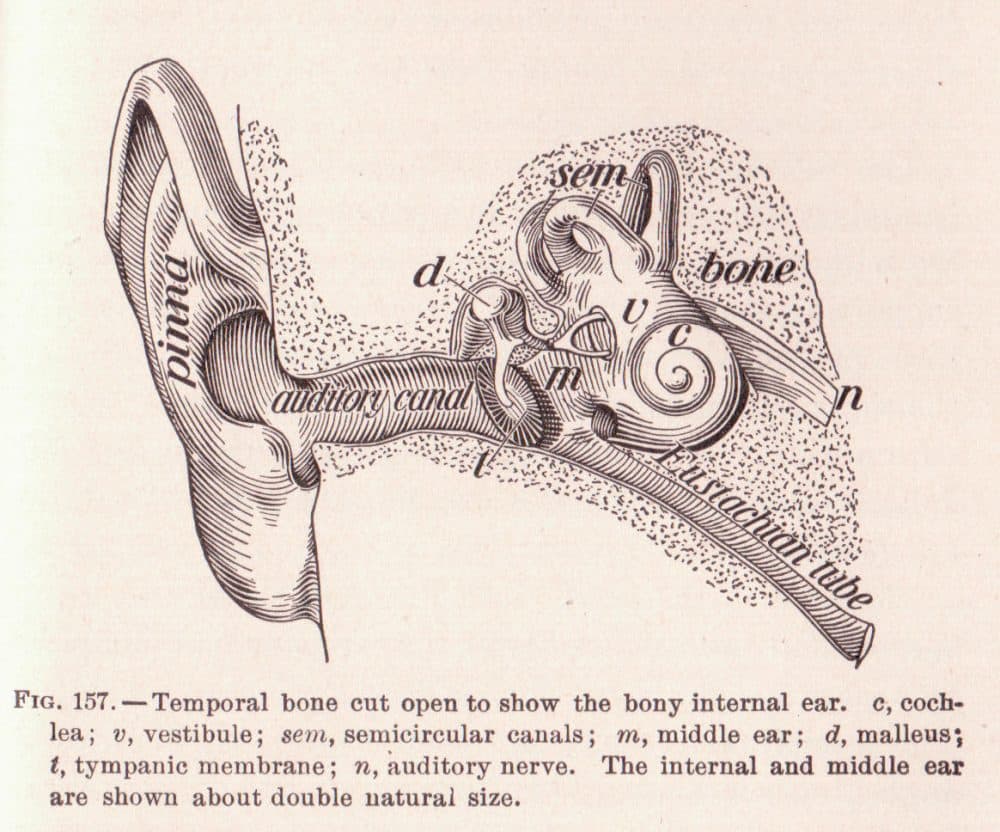 From the book "The Human Body and Health" by Alvin Davison, 1908. (Public Domain)