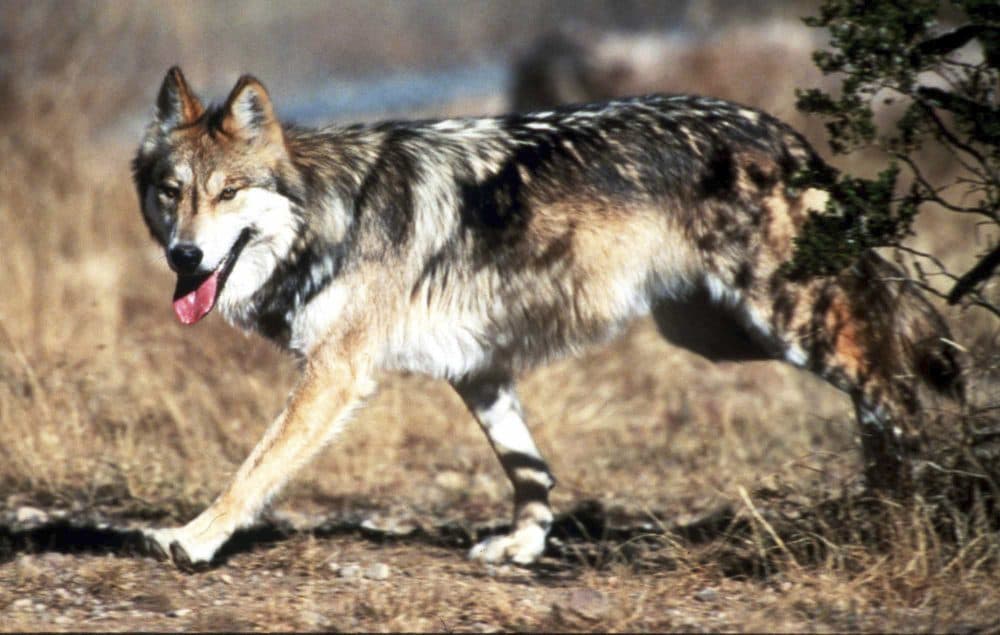 In this undated file photo provided by the U.S. Fish and Wildlife Service, a Mexican gray wolf leaves cover at the Sevilleta National Wildlife Refuge, Socorro County, N.M. (Jim Clark/U.S. Fish and Wildlife Service via AP, File)