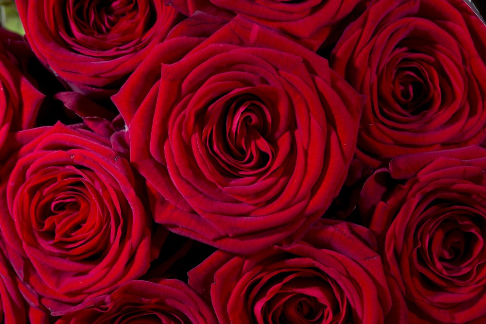 Where Valentine's Day Flowers Are Grown, And How To Find Sustainable ...