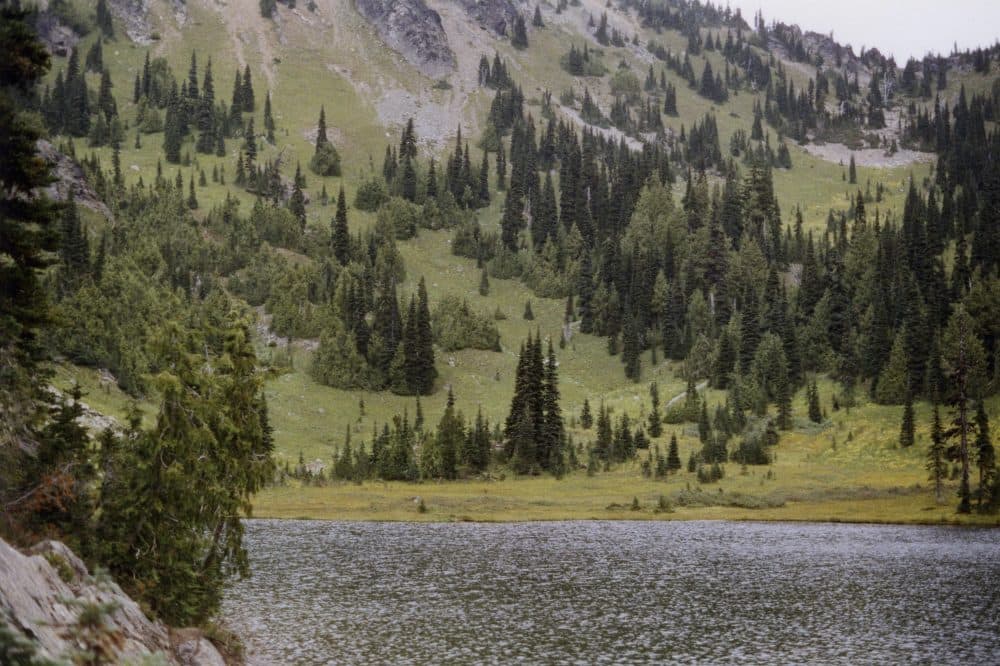 This undated photo provided by the U.S. Forest Service shows yellow cedar trees growing along Sheep Lake east of the Cascade crest in Washington state. (U.S. Forest Service via AP)
