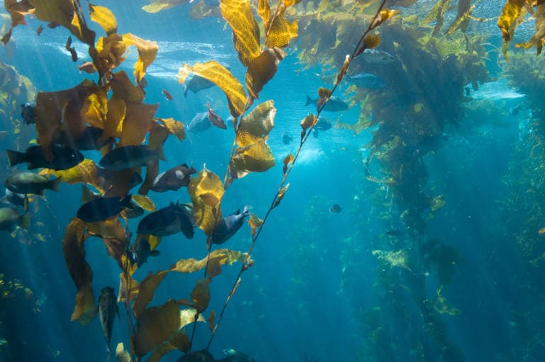 To Save Kelp Forests, California Fishermen Team Up With Scientists