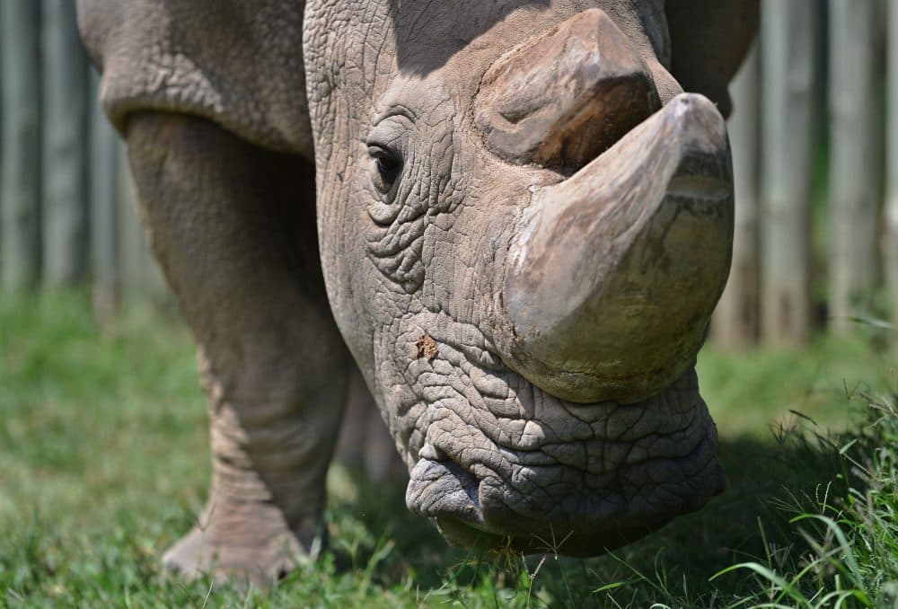 Sudan, the last known male of the northern white rhinoceros subspecies, grazes in his paddock on Dec. 5, 2016, at the Ol Pejeta conservancy in Kenya. (Tony Karumba/AFP/Getty Images)