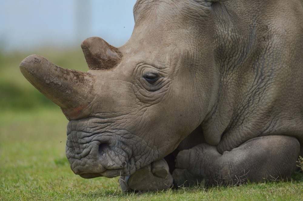 Northern White Rhinos Facing Extinction | Here & Now