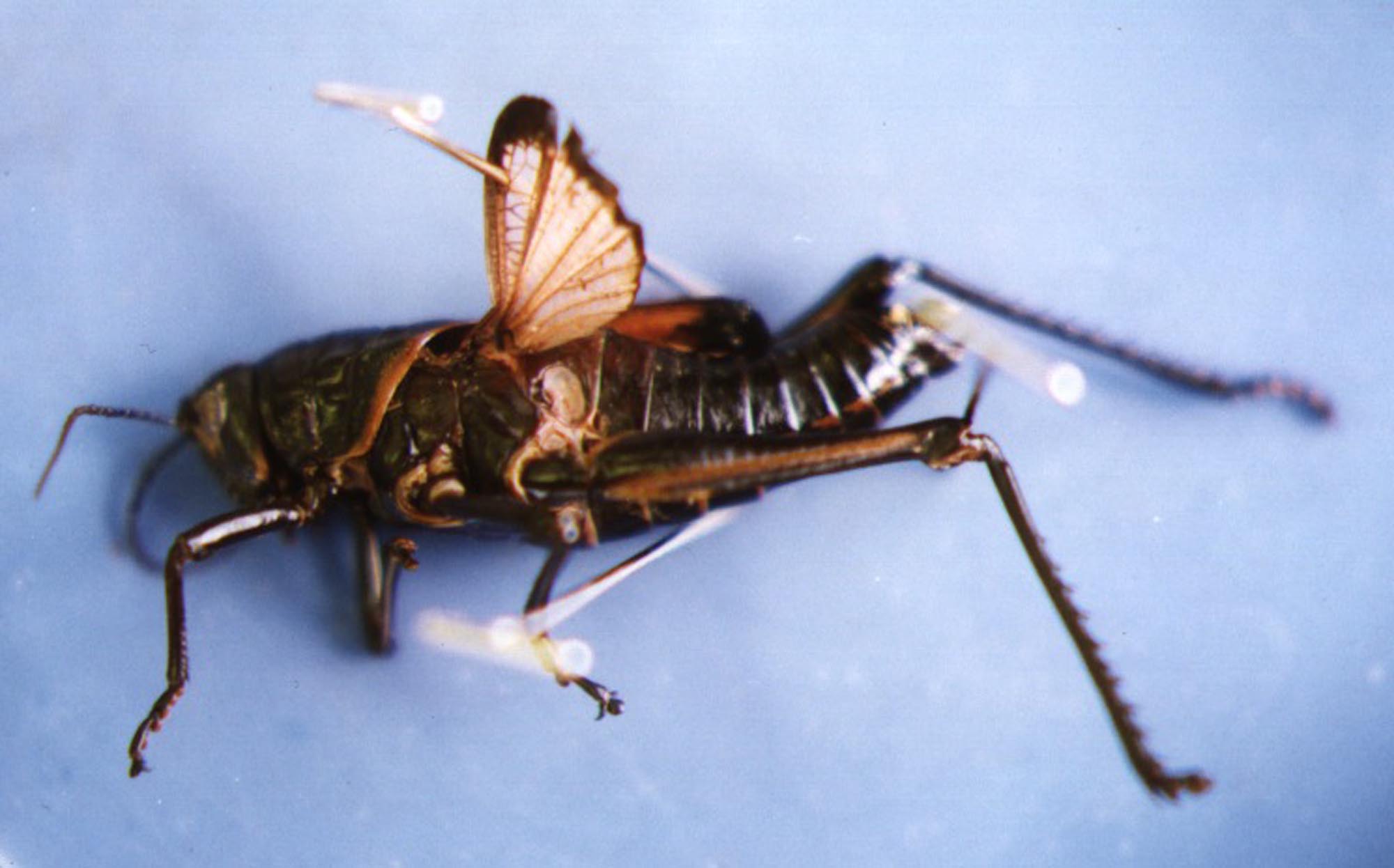 Having my sons see me do things I’m not comfortable with, writes Eliana Osborn, is a life lesson I hope they hold on to a lot longer than those icky preserved insects. (Nate Steiner/ flickr)