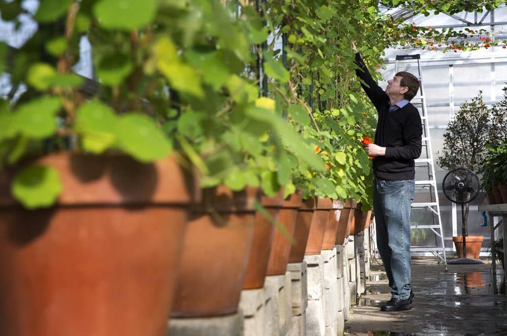 Gardner gardener Stanley Kozak attends to the young nasturtiums at the museum's greenhouse in Hingham in 2017. (Robin Lubbock/WBUR)