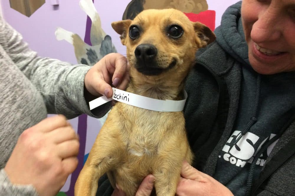 Poochini is one of about 1,400 dogs who's made the journey from Fresno to the Minneapolis-Saint Paul area. (Kerry Klein/Valley Public Radio)